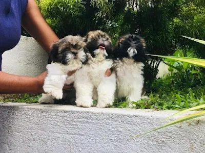 Shihtzu Puppies - kegalle