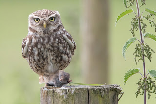 Little Owl DFBridgeman