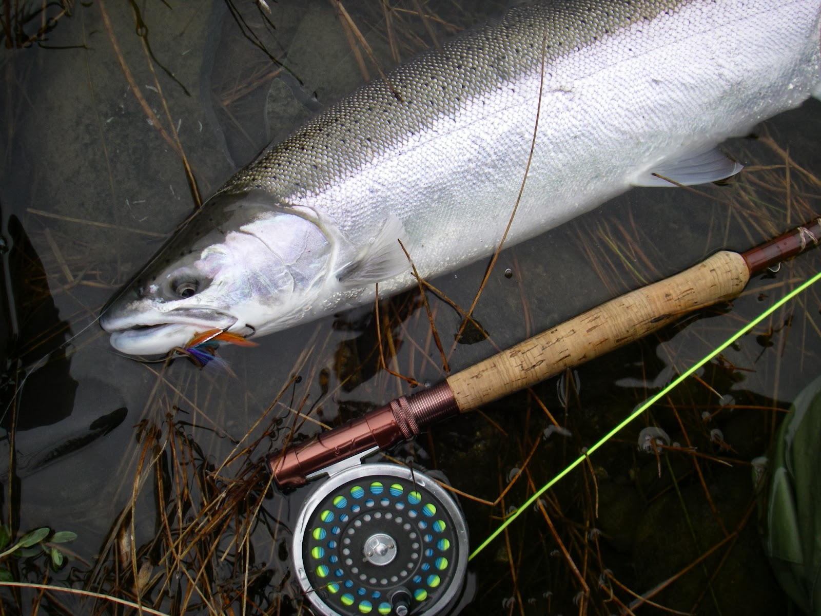 DRY LINE STEELHEAD - OREGON: December 2013