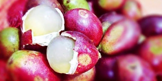 manfaat buah matoa untuk diet