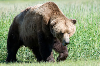 Brown Bear Wallpaper