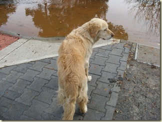 Burst Water Main 005