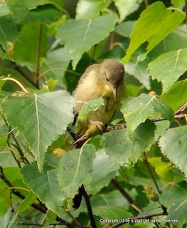 Common Yellowthroat Juvenile