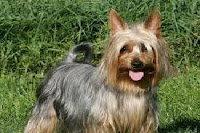 Silky Terrier