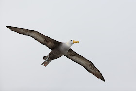 Waved Albatross Standing in Flight at Punta Suarez Hood Island Galapagos