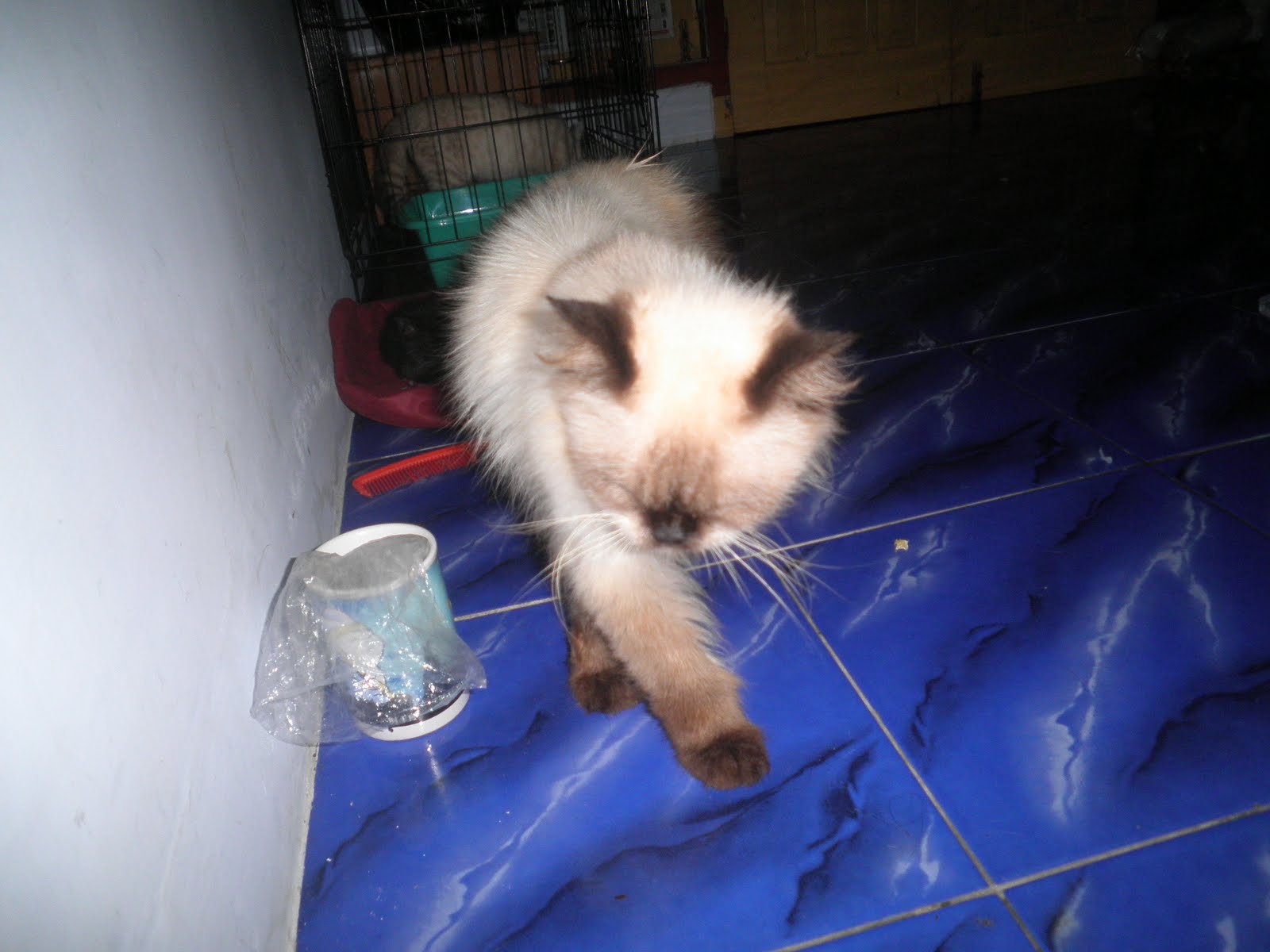 Kucing PersiaMainecoonBirmanRagdollShorthair