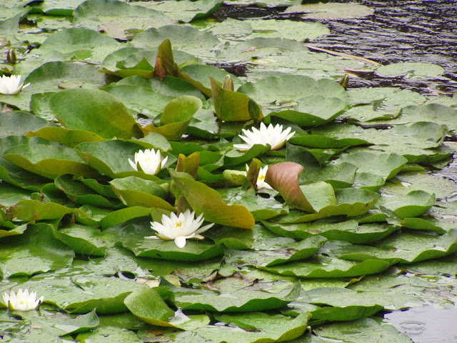 Suzhou gardens