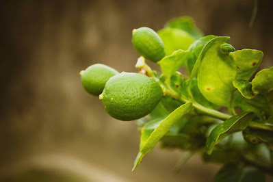 Tips for Choosing the Right Lemon Variety