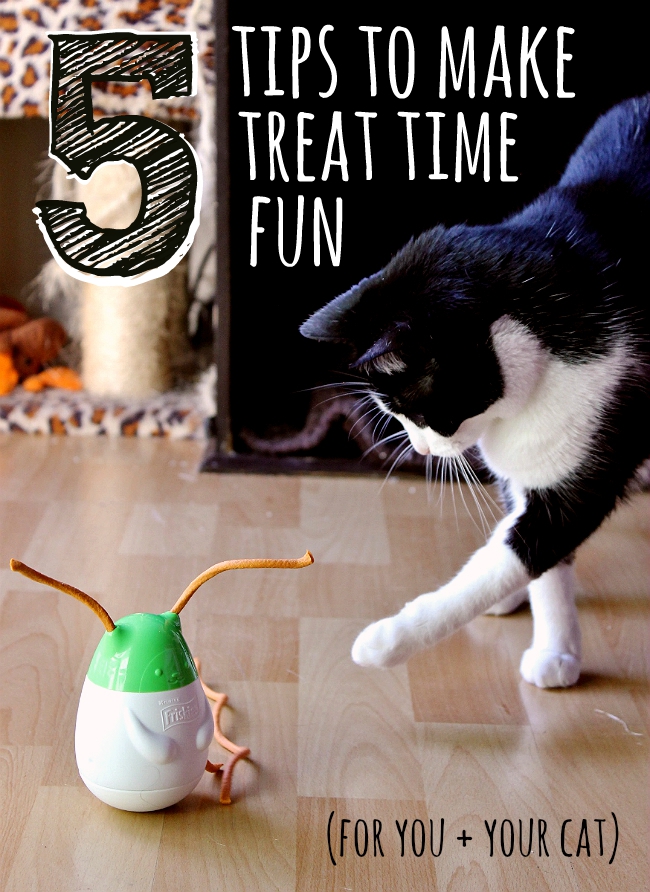 5 Simple Tips to make treating your cat more engaging and fun for both you and your cat!