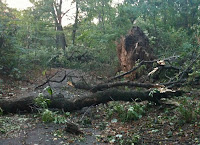 tornado damage in park