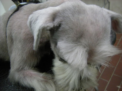 眉毛 犬 犬種 123868-眉毛 犬 犬種