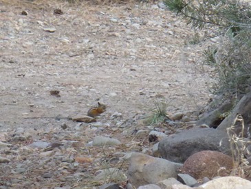 Golden Mantle Ground Squirrel