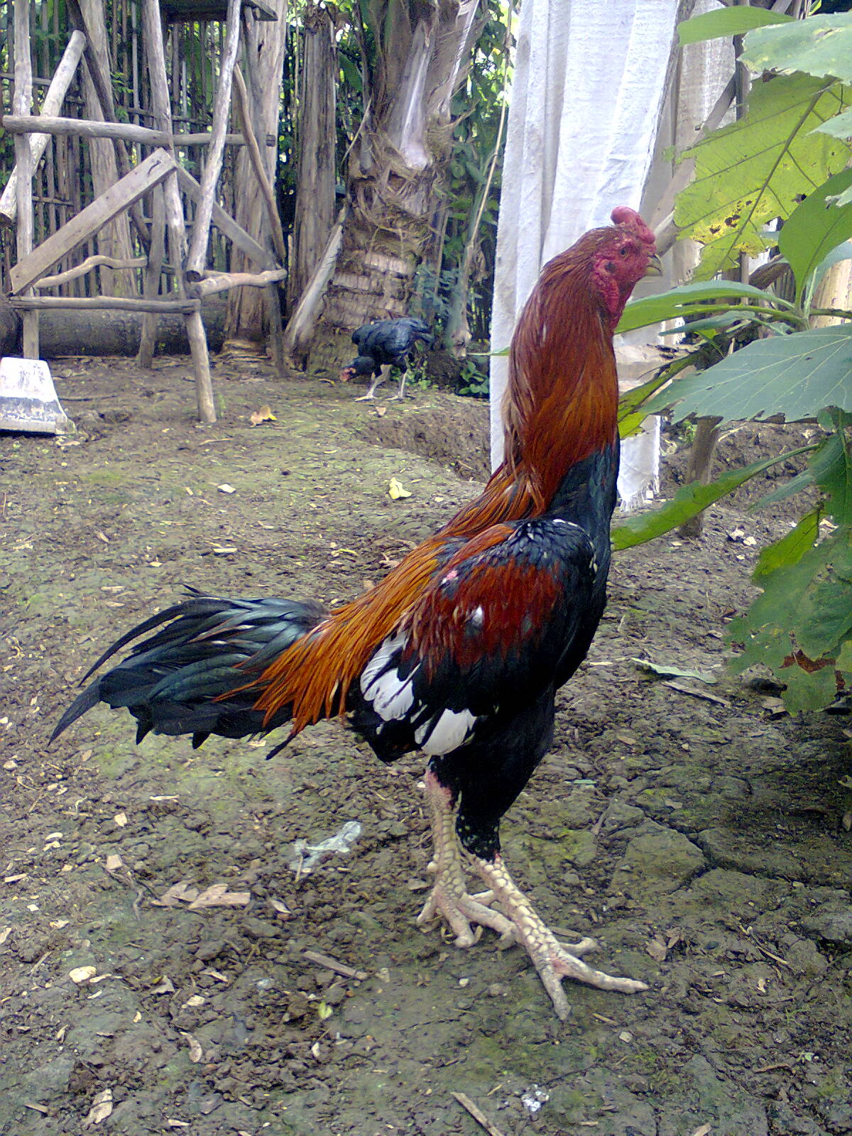  Ayam Bangkok Koleksi trah jawara ayam bangkok indramayu 