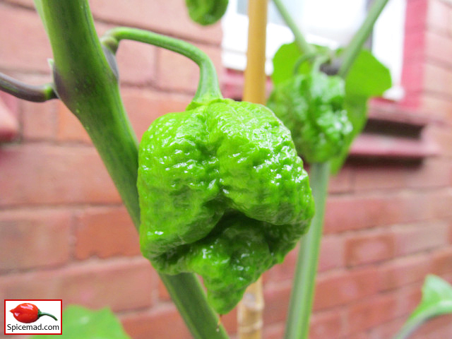 Trinidad Moruga Scorpion - 31st July 2021