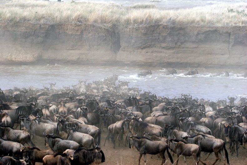 mara-river-crossing-12 mara-river-crossing-12