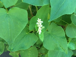 そばの花