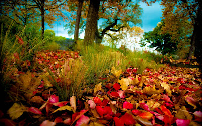 autumn-wallpapers-images-pictures