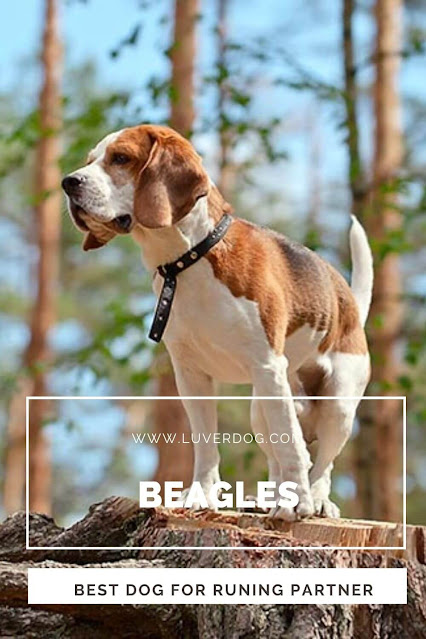 Beagles