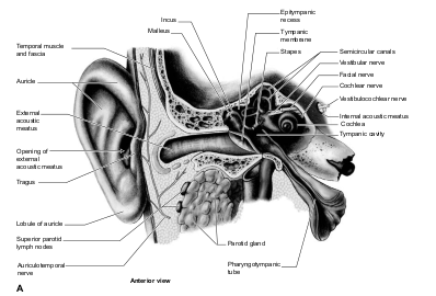 ANATOMY & PHYSIOLOGY TERMINOLOGY-NERVOUS SYSTEM-EXTERNAL EAR