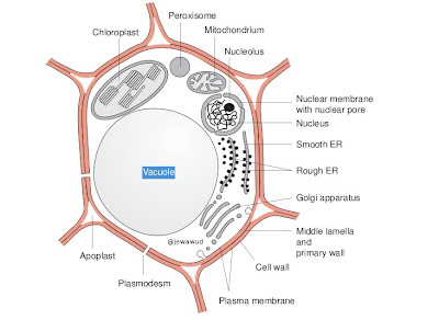 gambar sel vakuola tanaman