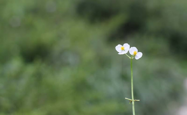 Broadleaf Arrowhead Flowers Pictures