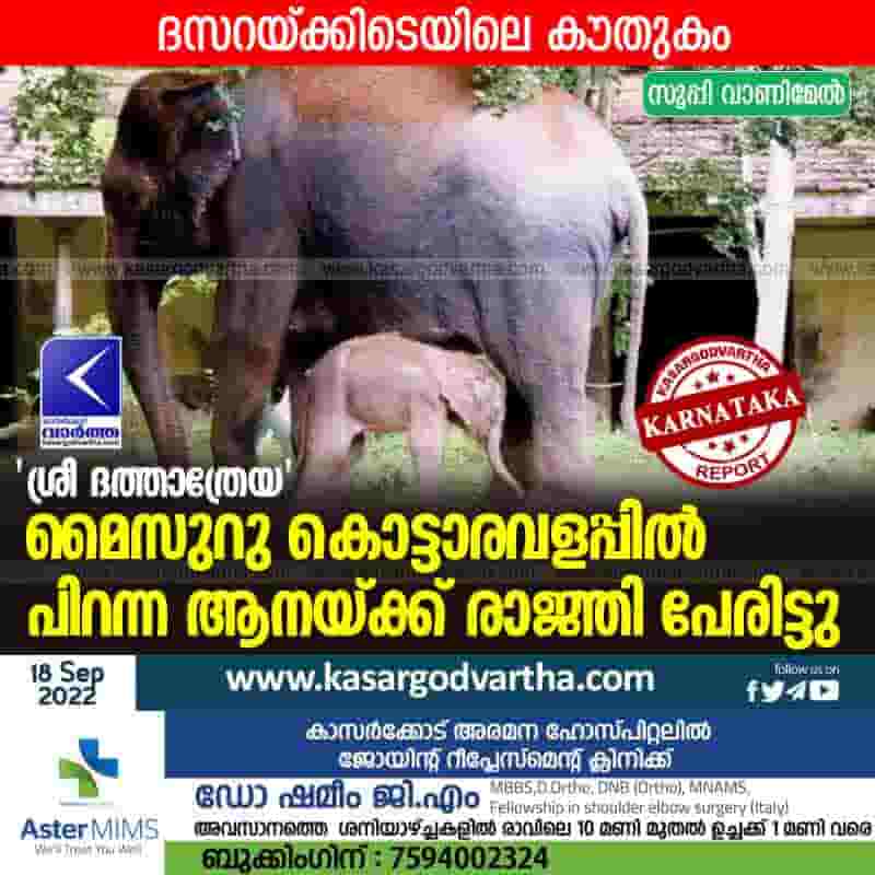 Latest-News, National, Top-Headlines, Karnataka, Mangalore, Mysore, Animal, Entertainment, Dasara, Dasara Elephant Lakshmi, Sri Dattatreya, Dasara elephant Lakshmi's calf born in Palace named 'Sri Dattatreya'.