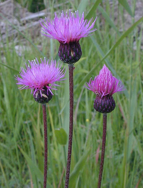 Бодяк венгерский (Cirsium pannonicum)