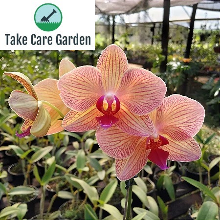 Domine a arte de cultivar orquídeas Phalaenopsis e crie um jardim interno impressionante