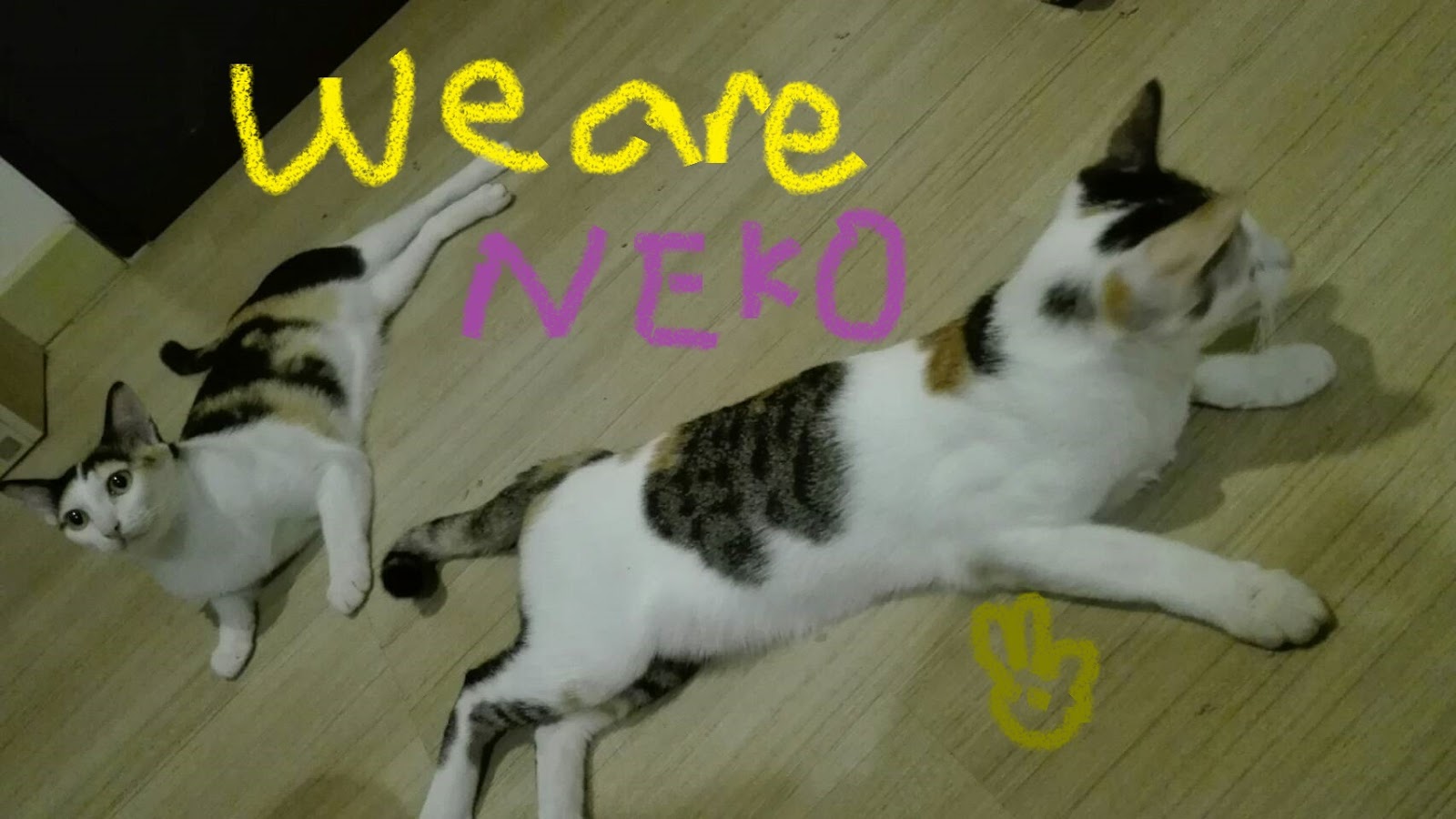 三毛猫 三毛猫と私三毛猫与我