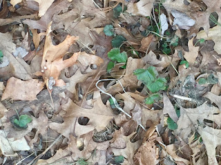 violets and wild strawberry leaves