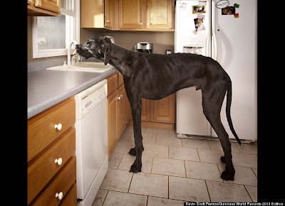 Tallest Dog