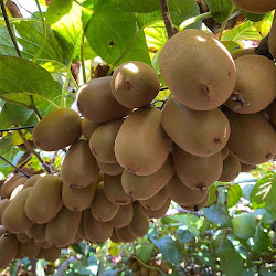 Tanaman Bibit Kiwi Golden Yang Cepat Berbuah