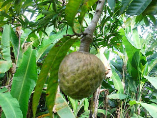 Manoao Fruit pictures