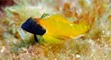 Méditerranée fonds sableux tryptérygion jaune