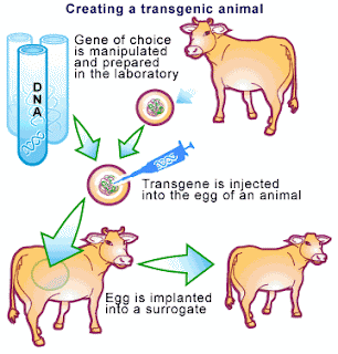 TRANSGENIC ORGANISMS: What are transgenic organism?