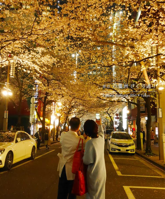 八重洲さくら通りの桜並木