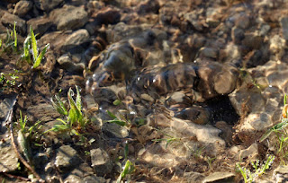 Water bubbling from a burst pipe