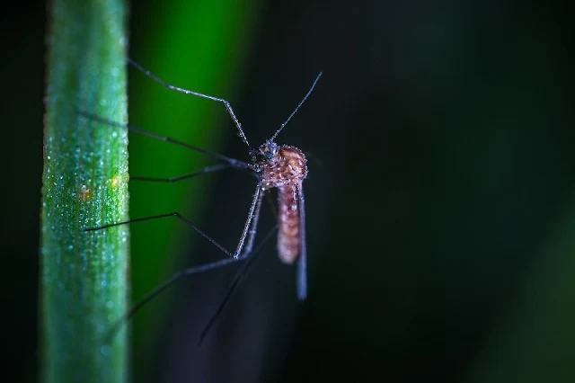 Los Mosquitos Prefieren Buscar la Sombra al Igual que los Humanos: Un Descubrimiento que Impacta la Propagación de Enfermedades y que Debe Ser Considerado en Modelos de Predicción