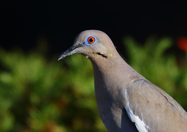 White-winged Dove