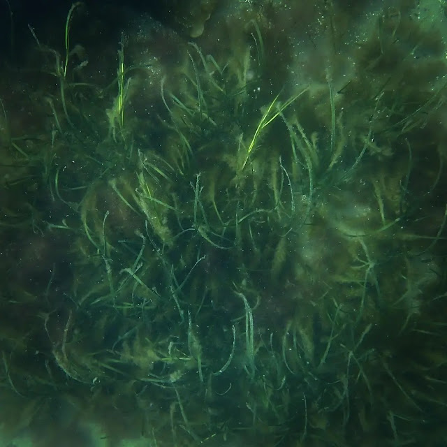Green tendrils of eelgrass emerging from below. Underwater shot.