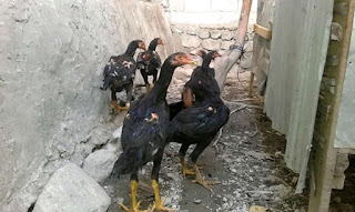 Tehnik Ternak Ayam Aduan Berkualitas Super