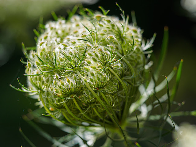 Queen Anne's Lace