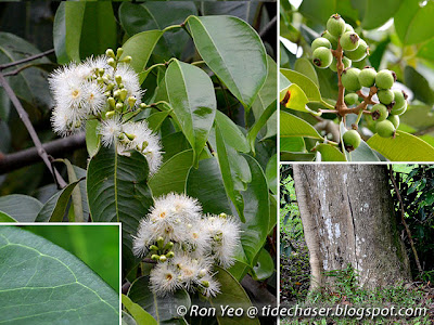 Sea Apple (Syzygium grande)