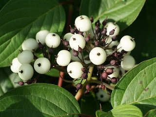 Cornouiller soyeux - Cornus sericea - Bois de calumet - Hart rouge - Cornus sericea - Cornus stolonifera