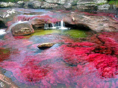 caño cristales Colombia que ver