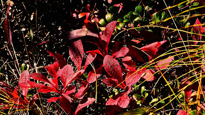 am Bow-River-Herbstfärbung