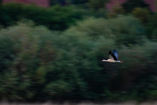 Wildlifefotografie Lippeaue Weißstorch