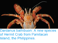 https://sciencythoughts.blogspot.com/2018/04/dardanus-balhibuon-new-species-of.html