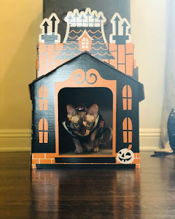La gente está obsesionada con mini casas embrujadas para gatos en Halloween