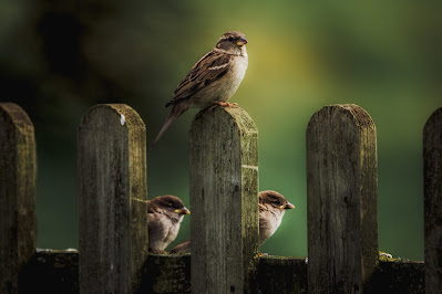 House Sparrow